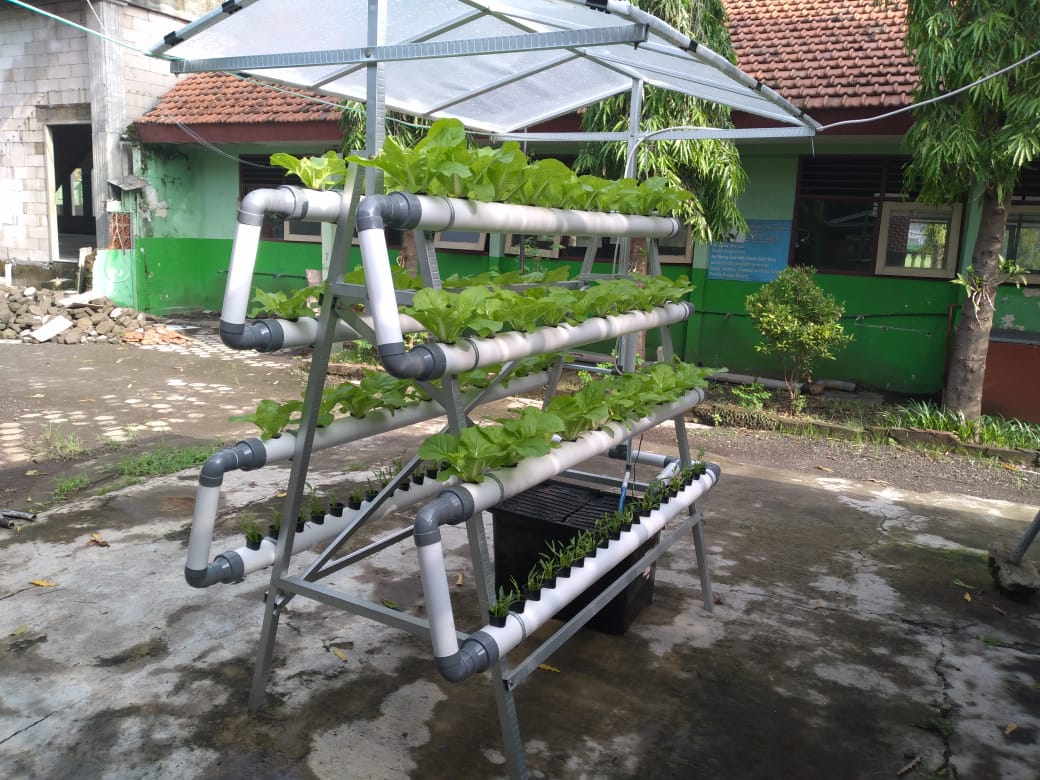 PENANAMAN TANAMAN SAWI SAMHONG DI SMPN 2 SUKODONO